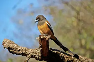 Rufous: 80190434 Rufous Treepie Ranthambore National Park