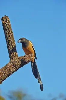 Rufous: 80190435 Rufous Treepie Ranthambore National Park