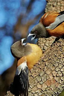 Rufous: 80190437 Rufous Treepie Ranthambore National Park