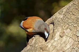 Rufous: 80190438 Rufous Treepie Ranthambore National Park