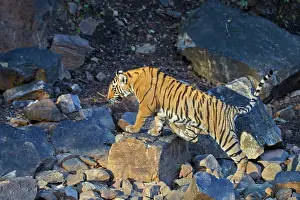 Bengal: 80190439 Bengal Tiger Ranthambore National Park