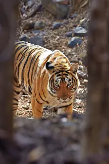 Bengal: 80190440 Bengal Tiger - adult female Ranthambore