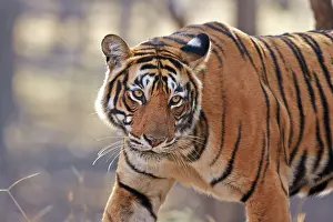 Bengal: 80190441 Bengal Tiger - adult female Ranthambore