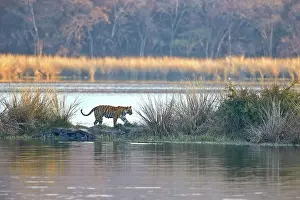 Bengal: 80190442 Bengal Tiger Ranthambore National Park