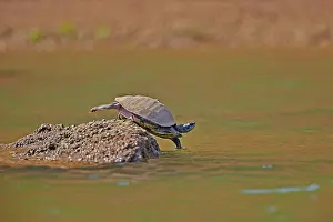 Tent: 80190443 Deccan Sawback / Indian Tent Terrapin /