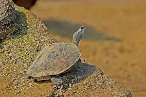 Tent: 80190444 Deccan Sawback / Indian Tent Terrapin /