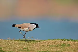 Pradesh: 80190445 River Lapwing Uttar Pradesh, Chambal River