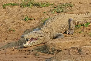 Crocodile: 80190446 Mugger Crocodile / Indian Marsh Crocodile