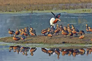 Keoladeo: 80190447 Lesser Whistling Duck - flock Keoladeo