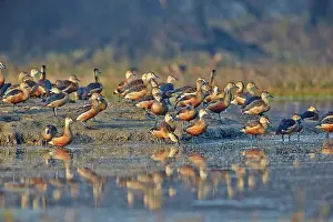 Keoladeo: 80190448 Lesser Whistling Duck - flock Keoladeo