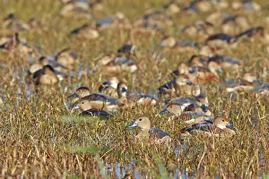 Keoladeo: 80190449 Lesser Whistling Duck - flock Keoladeo