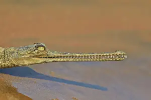 Pradesh: 80190450 Gharial Uttar Pradesh, Chambal River