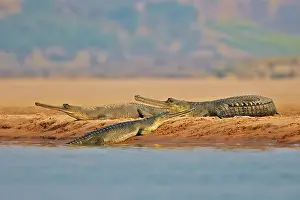 Pradesh: 80190451 Gharial Uttar Pradesh, Chambal River