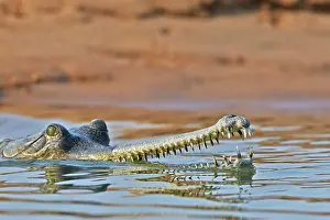 Pradesh: 80190452 Gharial Uttar Pradesh, Chambal River
