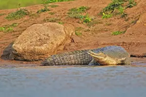 Pradesh: 80190453 Gharial Uttar Pradesh, Chambal River