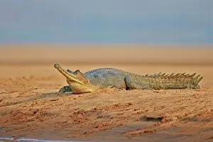 Pradesh: 80190454 Gharial Uttar Pradesh, Chambal River