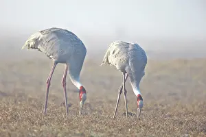 Keoladeo: 80190455 Sarus Crane Keoladeo National Park, Bharatpur