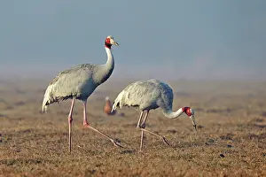 Keoladeo: 80190456 Sarus Crane Keoladeo National Park, Bharatpur