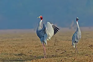 Keoladeo: 80190457 Sarus Crane Keoladeo National Park, Bharatpur