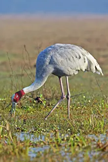 Keoladeo: 80190458 Sarus Crane Keoladeo National Park, Bharatpur