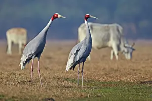Keoladeo: 80190459 Sarus Crane Keoladeo National Park, Bharatpur