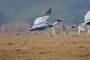 Keoladeo: 80190460 Sarus Crane Keoladeo National Park, Bharatpur