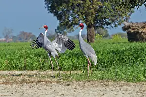 Rajasthan: 80190461 Sarus Crane - displaying Bharatpur, Rajasthan