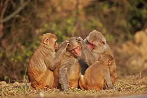Macaque: 80190462 Rhesus Macaque - grooming Keoladeo National