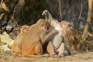 Macaque: 80190463 Rhesus Macaque - grooming Keoladeo National