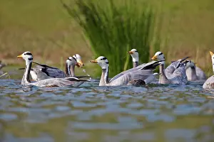 Pradesh: 80190464 Bar-headed Goose Uttar Pradesh, Chambal