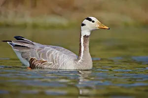 Pradesh: 80190465 Bar-headed Goose Uttar Pradesh, Chambal