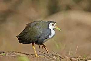 Keoladeo: 80190466 White-breasted Waterhen Keoladeo National
