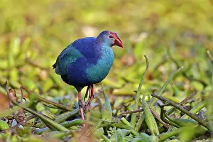 Rajasthan: 80190467 Purple Swamphen Bharatpur, Rajasthan, India