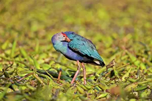 Rajasthan: 80190468 Purple Swamphen Bharatpur, Rajasthan, India