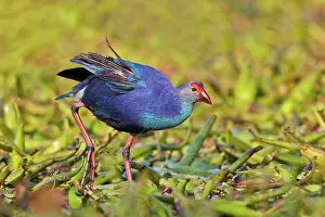 Rajasthan: 80190469 Purple Swamphen Bharatpur, Rajasthan, India