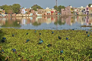 Rajasthan: 80190470 Purple Swamphen Bharatpur, Rajasthan, India
