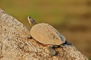 Tent: 80190471 Deccan Sawback / Indian Tent Terrapin /