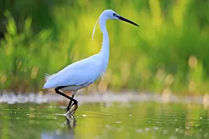 Egret: 80190480 Little Egret - adult fishing Dombes, Ain