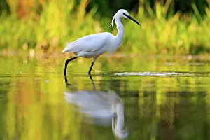 Egret: 80190481 Little Egret - adult fishing Dombes, Ain