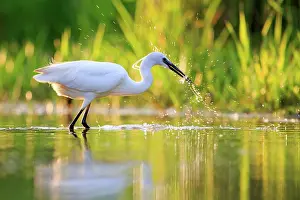 Egret: 80190482 Little Egret - adult fishing Dombes, Ain