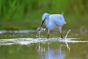 Egret: 80190483 Little Egret - adult fishing Dombes, Ain
