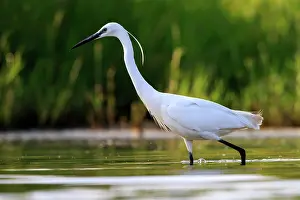 Egret: 80190484 Little Egret - adult fishing Dombes, Ain