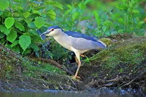 Crowned: 80190485 Black Crowned Night Heron - adult fishing
