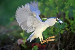 Crowned: 80190486 Black Crowned Night Heron - adult fishing