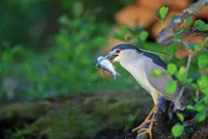 Crowned: 80190487 Black Crowned Night Heron - adult fishing