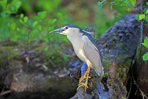 Crowned: 80190489 Black Crowned Night Heron - adult fishing