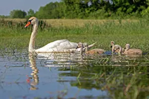 Dombes: 80190490 Mute Swan - adult Dombes, Ain, France