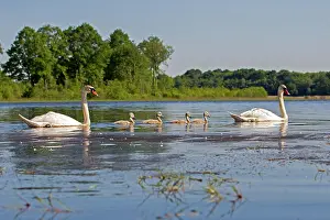 Dombes: 80190491 Mute Swan - adult with young Dombes, Ain