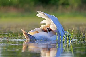 Dombes: 80190492 Mute Swan - adult Dombes, Ain, France