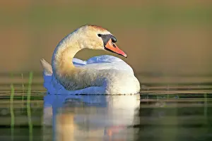Dombes: 80190493 Mute Swan - adult Dombes, Ain, France
